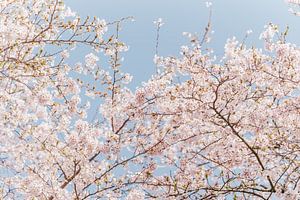 Blüte Baum von Myrthe Vlasveld