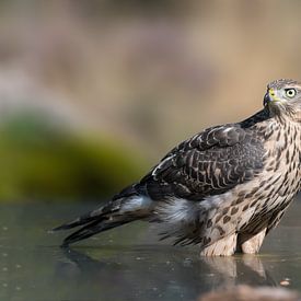 Junger Falke kühlt im Wasser ab. von Michel Roesink