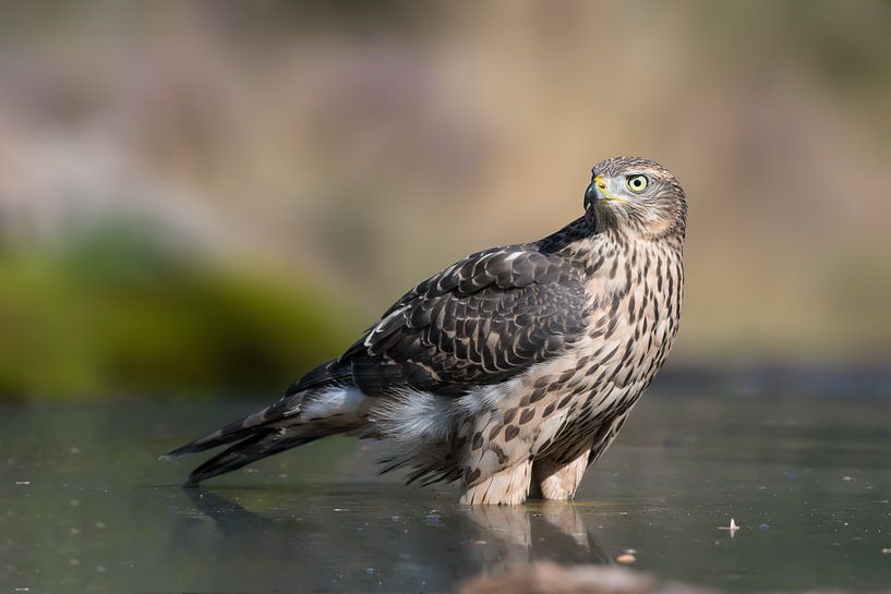 Juvenile hawk cools down in the water. by Michel Roesink