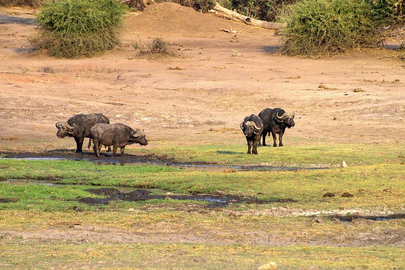 The buffalo by Merijn Loch
