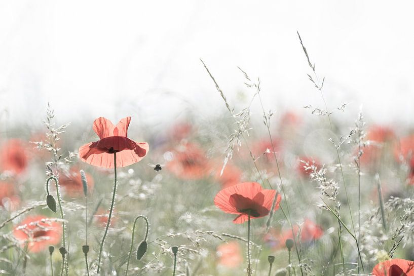 Coquelicots par Niels Barto