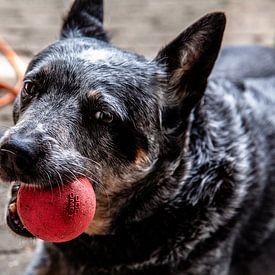 Focus op spelen: De bal en de hond van Melvin Meijer