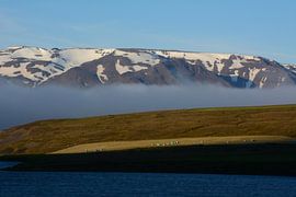 ISLANDPFERDE 10 von Miroslav Ptacek