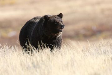 Grizzlybeer Nationaal Park Yellowstone Wyoming USA van Frank Fichtmüller