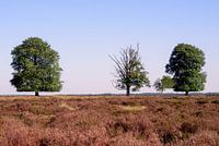 Heide