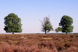 Heide by Maarten Kooij