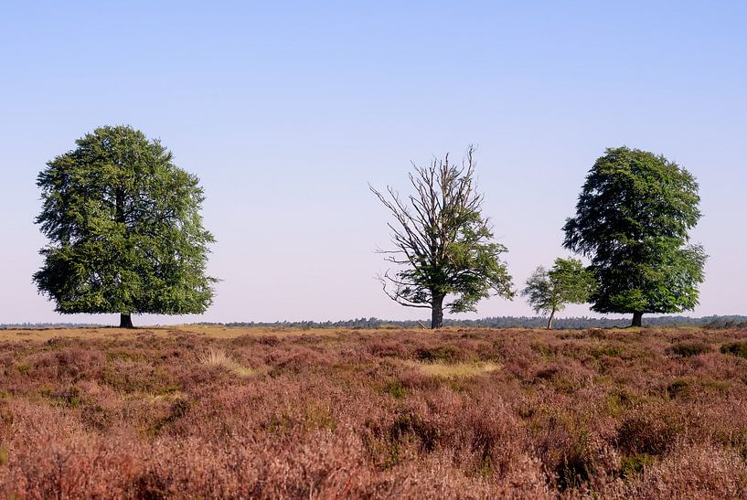 Heide par Maarten Kooij
