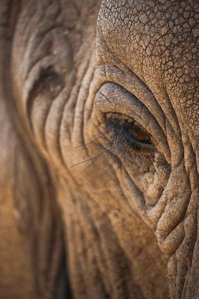 Porträt eines Elefanten | Namibia von Jules Captures - Photography by Julia Vermeulen
