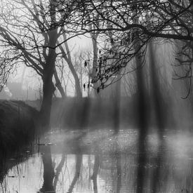 Weißer Schwan im Nebel! von Sidney Portier