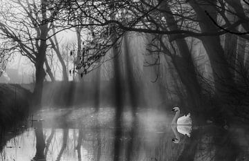 White Swan in the fog! van Sidney Portier