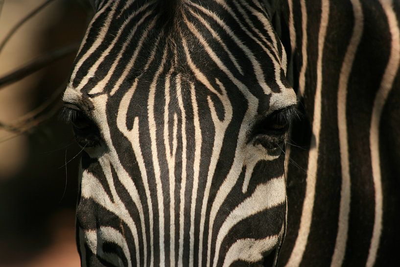 Zebra van Paul Optenkamp