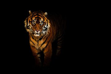 Tiger in the night by Tim Abeln
