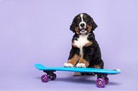 Berner sennen pup op een skateboard van Elles Rijsdijk thumbnail