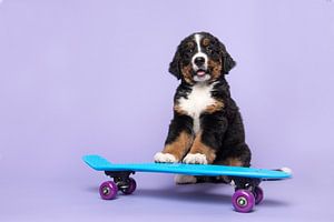 Berner Senny Pup auf dem Skateboard