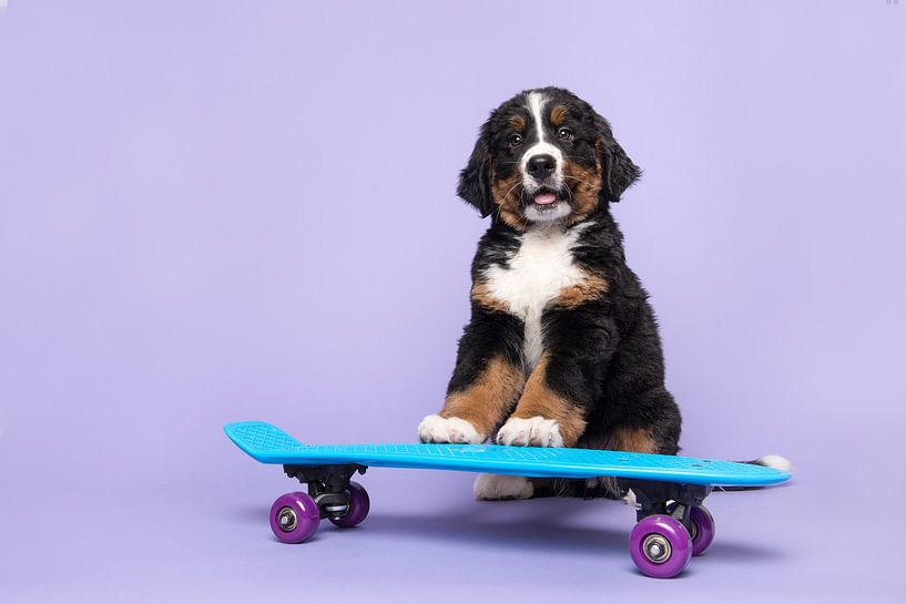Berner sennen pup op een skateboard van Elles Rijsdijk