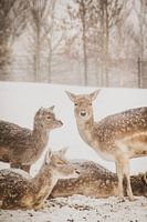 Face to Face