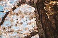 Cherry Blossom
