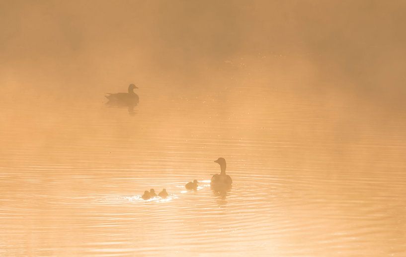 Familie Ente während der goldenen Stunde von Ans Bastiaanssen