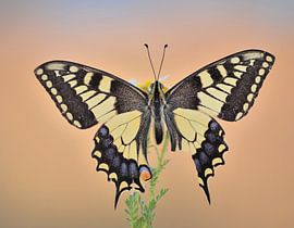 Königin-Seite von Ruurd Visser