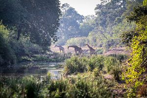 Giraffe