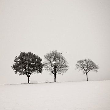 Three Trees van Lena Weisbek