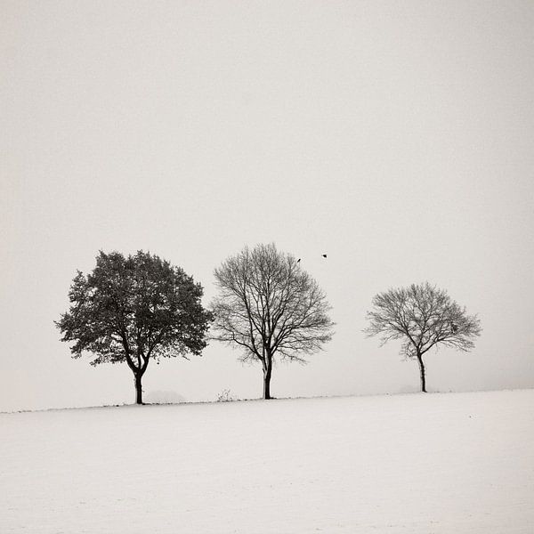 Drei Bäume von Lena Weisbek