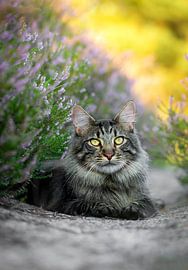 Maine Coon katze im Moor von Het Boshuis