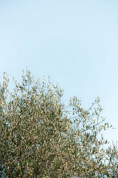 Olijfboom in Toscane | Italië | Botanische foto | Europa Reisfotografie van HelloHappylife