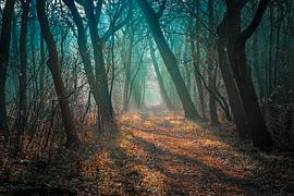 dune and forest by Pieter Heine
