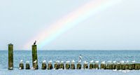 Regenbogen und Wellenbrecher in Zeeland