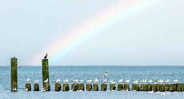 Regenboog en golfbreker in Zeeland van Marcel van Oene