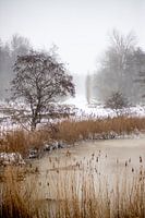 Een natuurfoto tijdens de winter