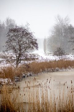 Een natuurfoto tijdens de winter