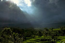 Jatiluwih by Cecile Schimmel