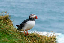 Macareux moine sur les falaises de Látrabjarg sur Roël SR