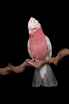 Pink cockatoo against a black background by Elles Rijsdijk