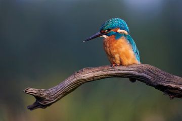 Eisvogel von Eisvogel.land - Corné van Oosterhout