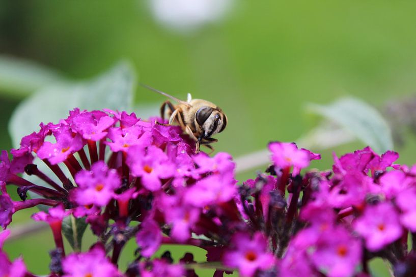 Abeille sur un buisson à papillons par Michelle Bauw