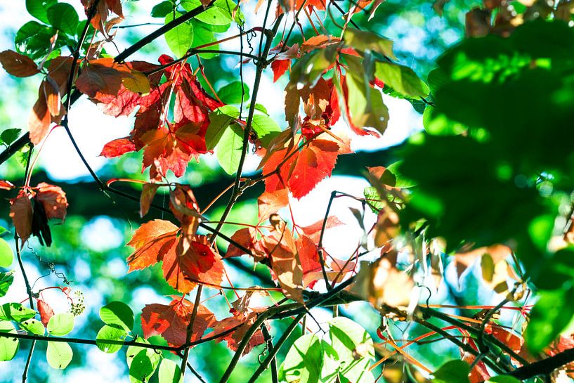 Feuilles d'automne par Frank Grässel