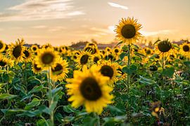 Sunflowers in summer at sunset by Jeroen de Jongh Photography