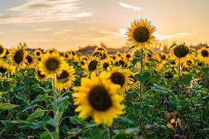 Tournesols en été au coucher du soleil