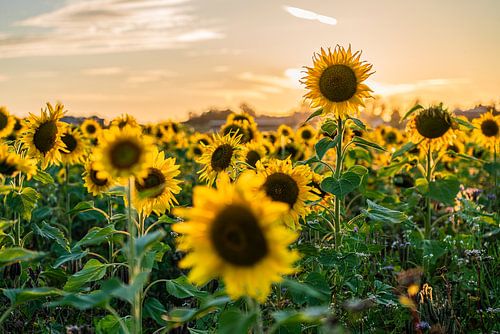 Sunflowers in summer at sunset