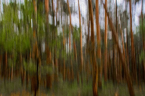 Lignes magiques dans la forêt