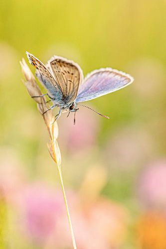 Heideblau am frühen Morgen