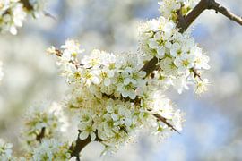 Prunellier en fleurs