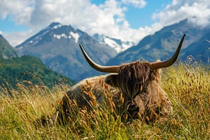 Schottisches Hochlandrind in den Bergen