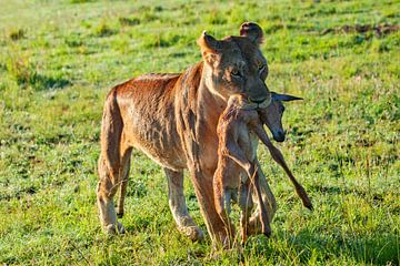 Leeuwin w. jonge impala