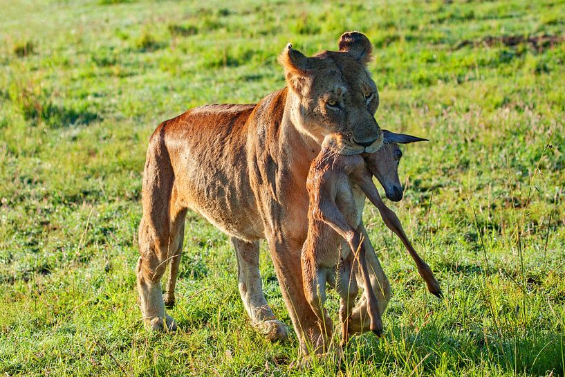 Lioness w. young Impala by Peter Michel
