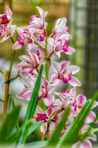 orchidee 12 van John van Weenen