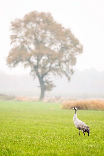 Kraanvogels in Diepholz